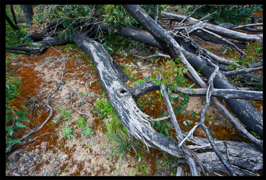 entropy triptych - Frame 0045 - 0046 - 0047 - a walk from the Kinglake Rd to the top of the hill - Oct 11 2010 - Lloyd Godman
